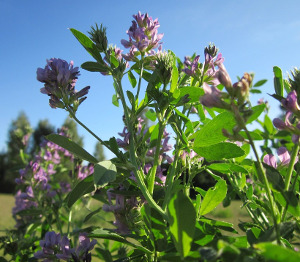 Alfalfa herb