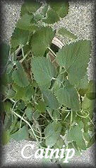 Calendula Herb