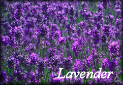 lavender - Lavandula oofficinalis>
</TD><TD VALIGN=