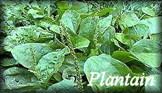 plantain herb