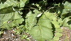 Licorice Herb