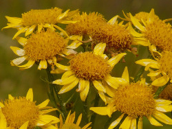 Arnica herb
