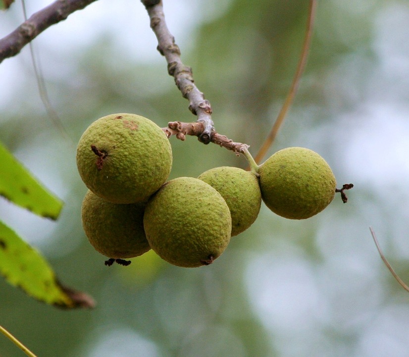 Black Walnut