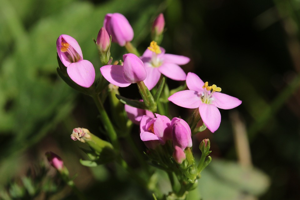 Centaury Herb