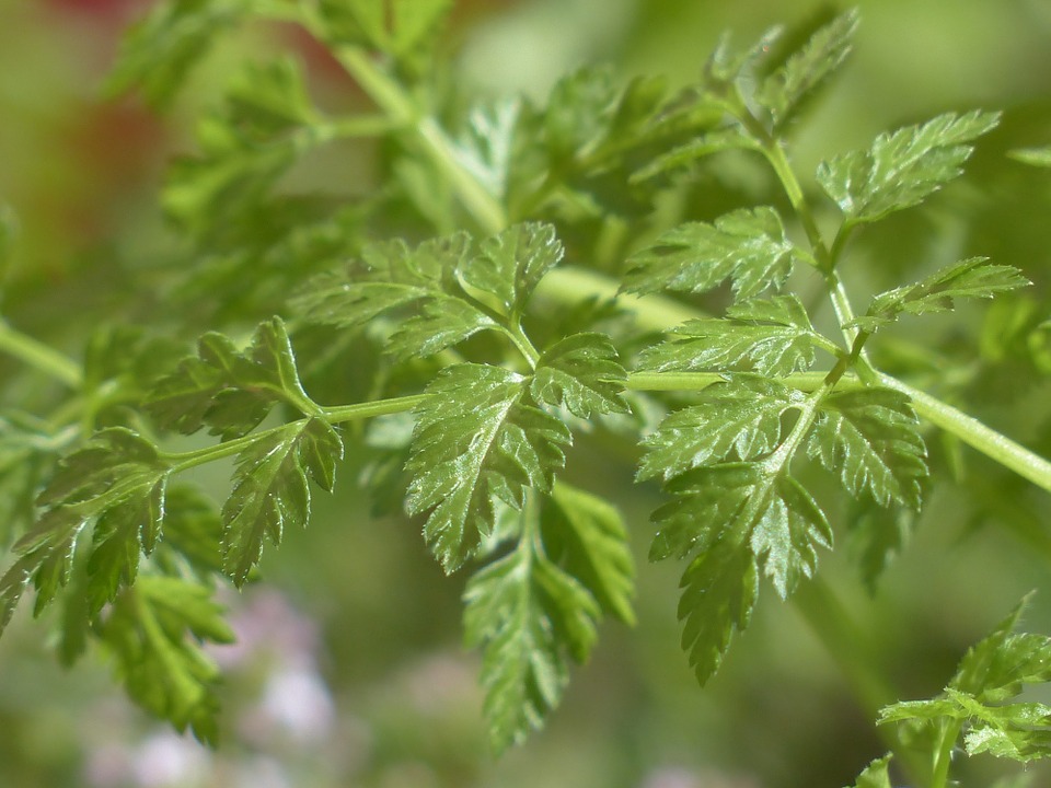 Chervil Herb