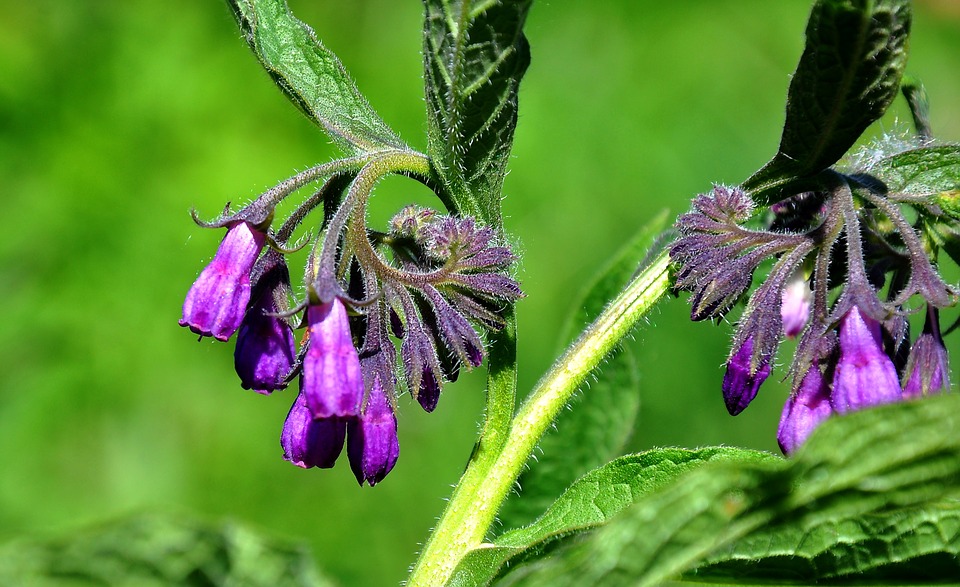 Comfrey Herb