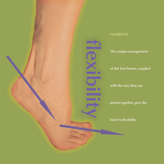 foot