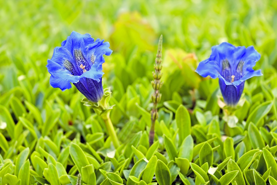 Gentian Herb