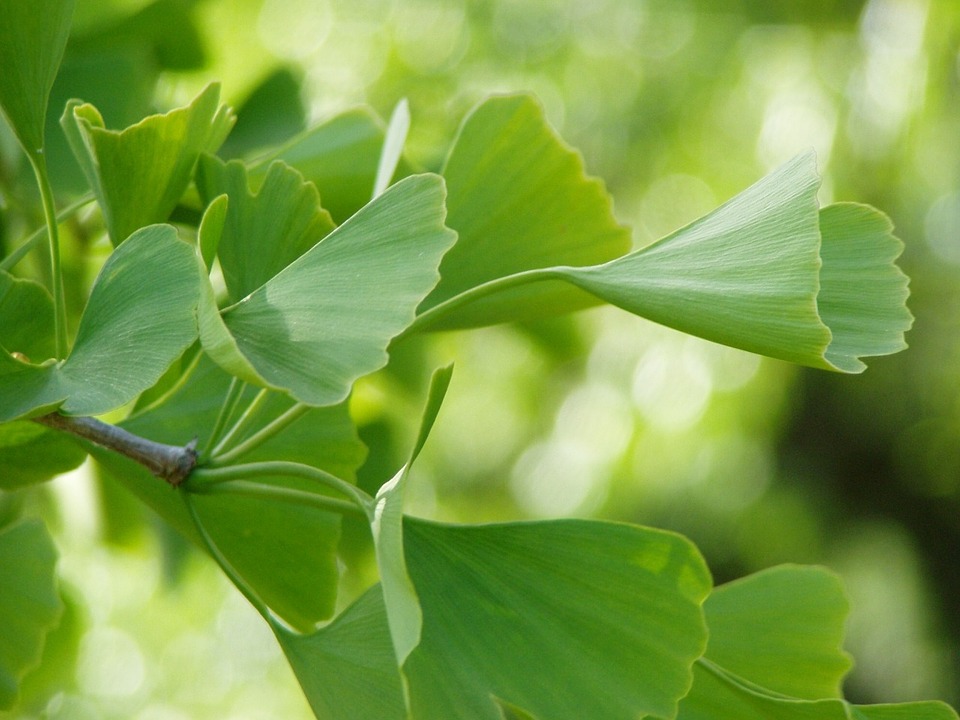 Ginko Herb