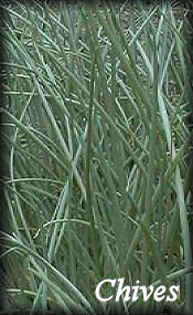 Chives herb