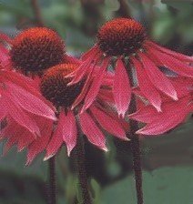 Echinacea Herb