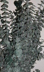 Eucalyptus Herb