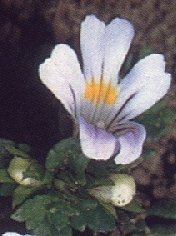 Eyebright Herb