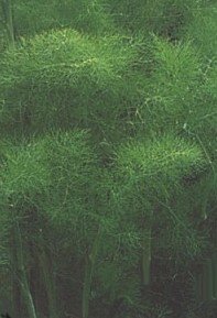 Fennel Herb