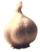 Garlic Herb