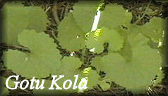 Gotu Kola Herb