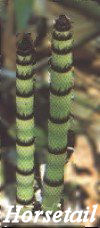 Horseradish Herb