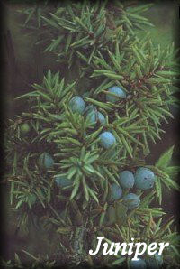 Juniper Herb