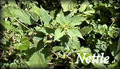 Sweet Flag Herb