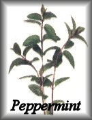Peppermint Herb