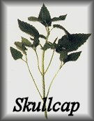 Skullcap Herb