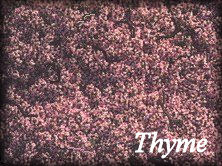 Thyme Herb