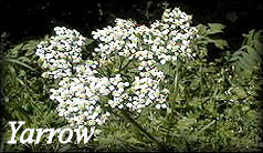 Sweet Flag Herb