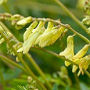 astragalus