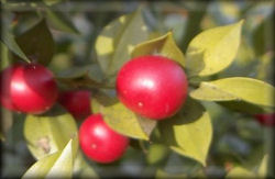 Butcher's Broom Herb
