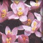 Centaury