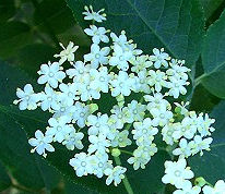 Elder Herb