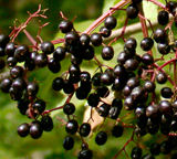 Elder Herb