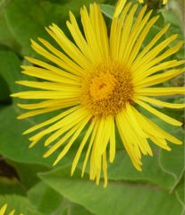 Elecampane Herb