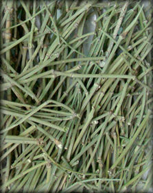 Ephedra Herb