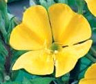 Evening Primrose Herb