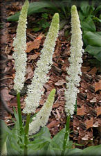 False Unicorn Herb