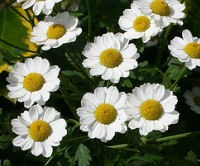 Feverfew Herb