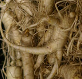Ginger Herb