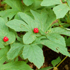 Goldenseal Herb