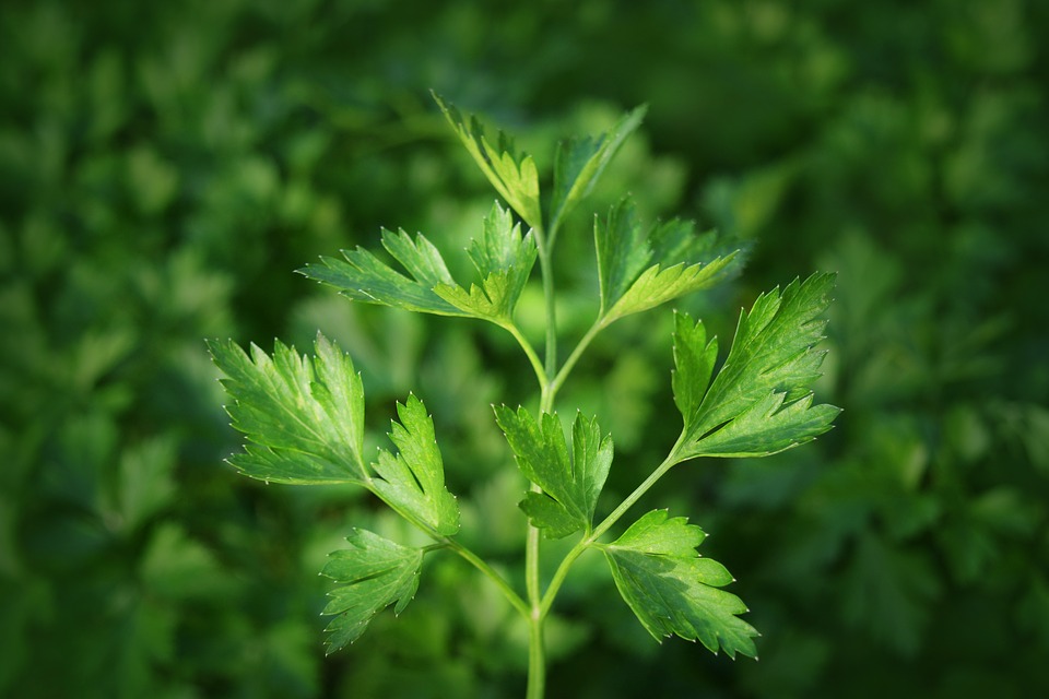 Parsley Herb