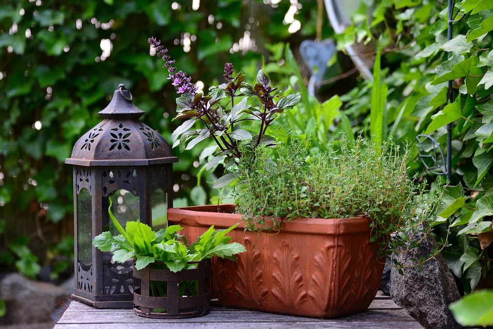 herbs in a pot