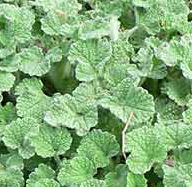 Horehound Herb