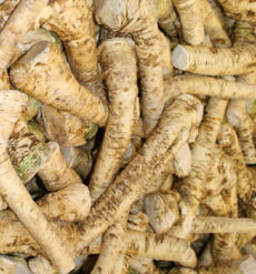 Horseradish Herb