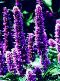 Hyssop Herb