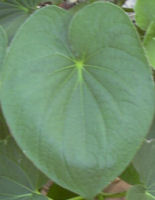 Kava Kava Herb