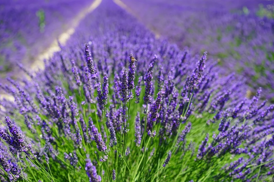 Lavender Herb
