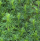 Licorice Herb