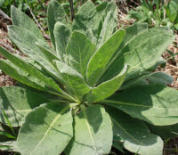 Mullein Herb