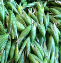 Oats Herb