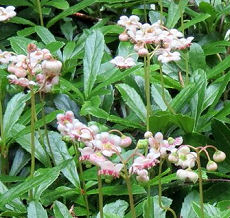 Pipsissewa Herb